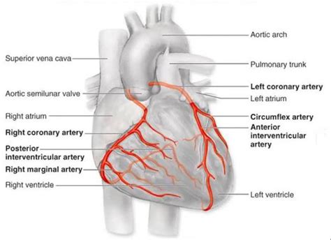 Vasculature of the Heart 